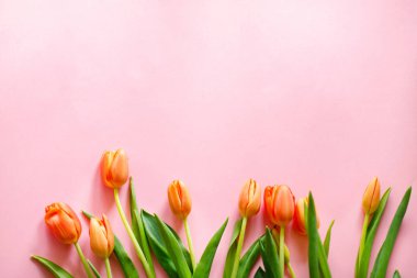 Açık pembe arka planda renkli turuncu laleler. Anneler günü hediyesi..