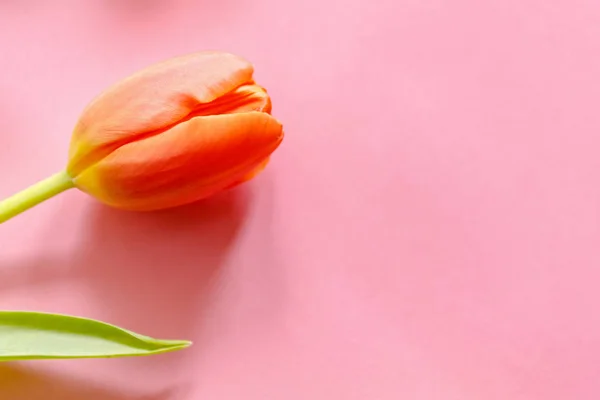 Ulips Naranja Sobre Fondo Rosa Con Espacio Copia Para Anuncio — Foto de Stock