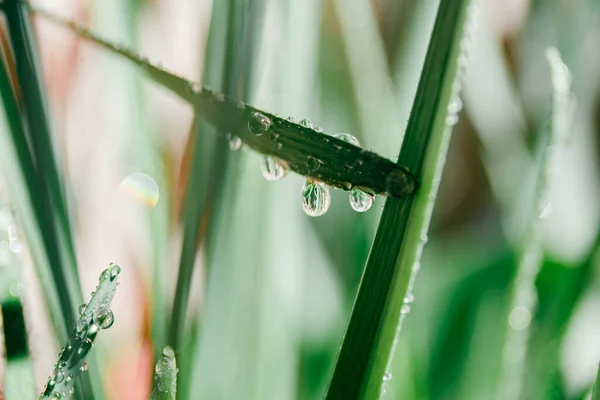 Grass dew drops for wallpaper design. Rain backdrop. Leaf pattern. Water drops.