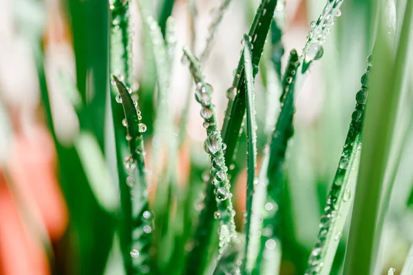 Grass dew drops for wallpaper design. Rain backdrop. Leaf pattern. Water drops.