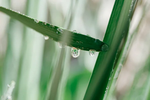 Grass dew drops for wallpaper design. Rain backdrop. Leaf pattern. Water drops.