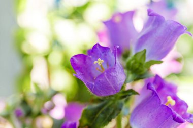 Açık arkaplanda bir balkonda mor campanula çiçekleri.