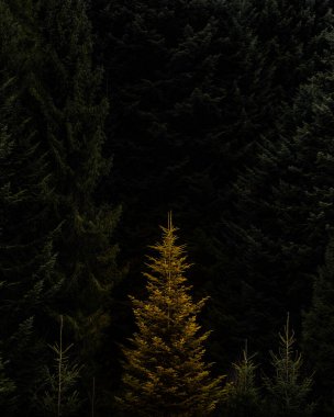 Gece vakti Kara Orman 'da altın ağaç, alçak açı