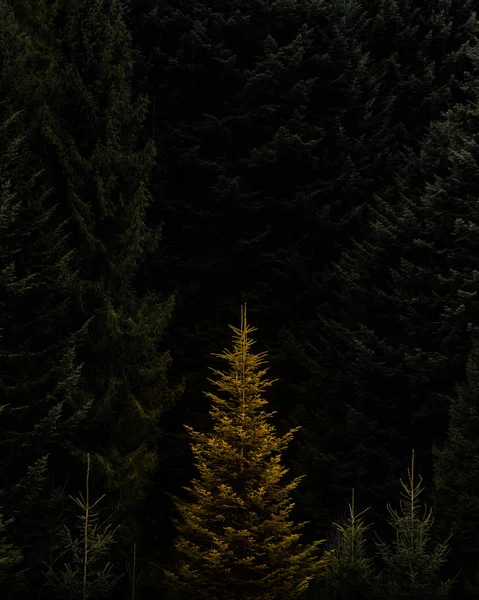 Gouden Boom Zwart Bos Nachts Lage Hoek Uitzicht Stockfoto