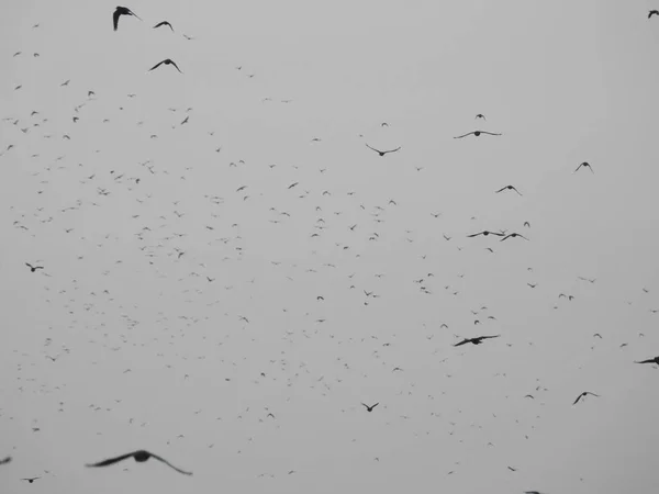 Migração Aves Oeste — Fotografia de Stock