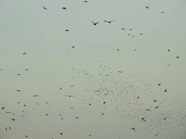 Migración Aves Desde Oeste — Foto de Stock