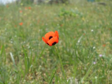  Closeup of single red poppy flower on green background.