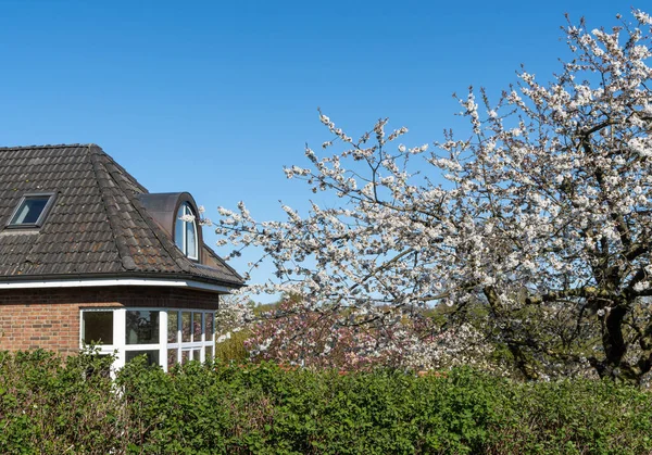 Oud Huis Het Voorjaar Bloesem Van Een Kers Boom Blauwe — Stockfoto