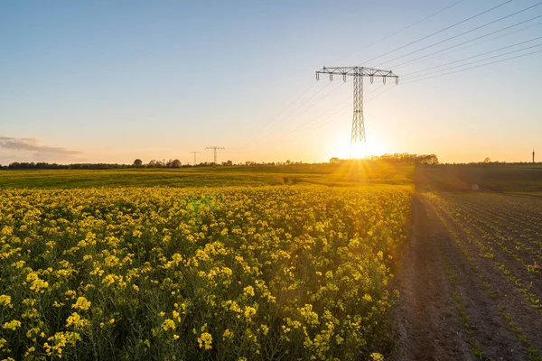 Field Yellow Flowers Rape Field Sunset High Voltage Power Pylon — Stock Photo, Image