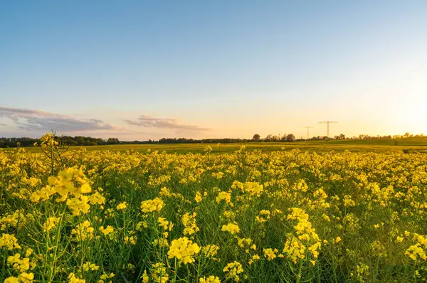 Campo Flores Amarelas Campo Estupro Durante Pôr Sol — Fotografia de Stock