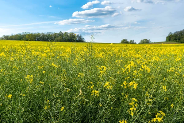 Campo Flores Amarillas Colza Agrícola Con Bosque Fondo —  Fotos de Stock