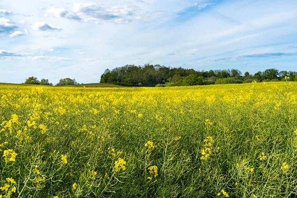 Campo Flores Amarelas Campo Agrícola Colza Com Floresta Fundo Céu — Fotografia de Stock