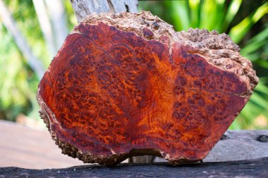 Amboyna Burl Odunu