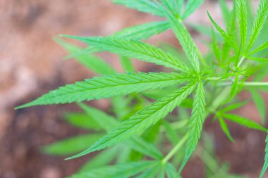 Mavi arka planda yeşil tıbbi bitki keneviri yaprağı 