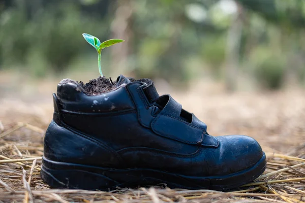 Sementes de abóbora Germinação em sapatos de segurança — Fotografia de Stock