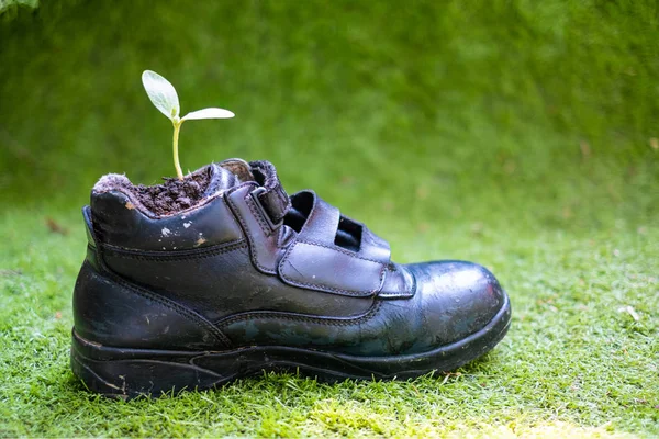 Прорастание семян тыквы в обуви безопасности — стоковое фото