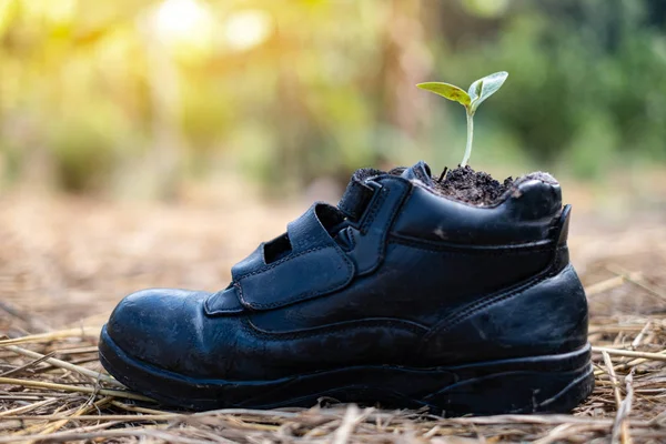 Прорастание семян тыквы в обуви безопасности — стоковое фото