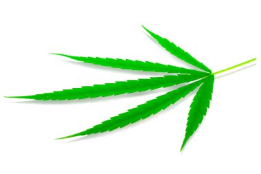 Beyaz arkaplanda yeşil tıbbi bitki keneviri yaprağı 