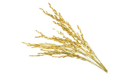 Beyaz arka planda yapışkan çeltik pirinç kulağı