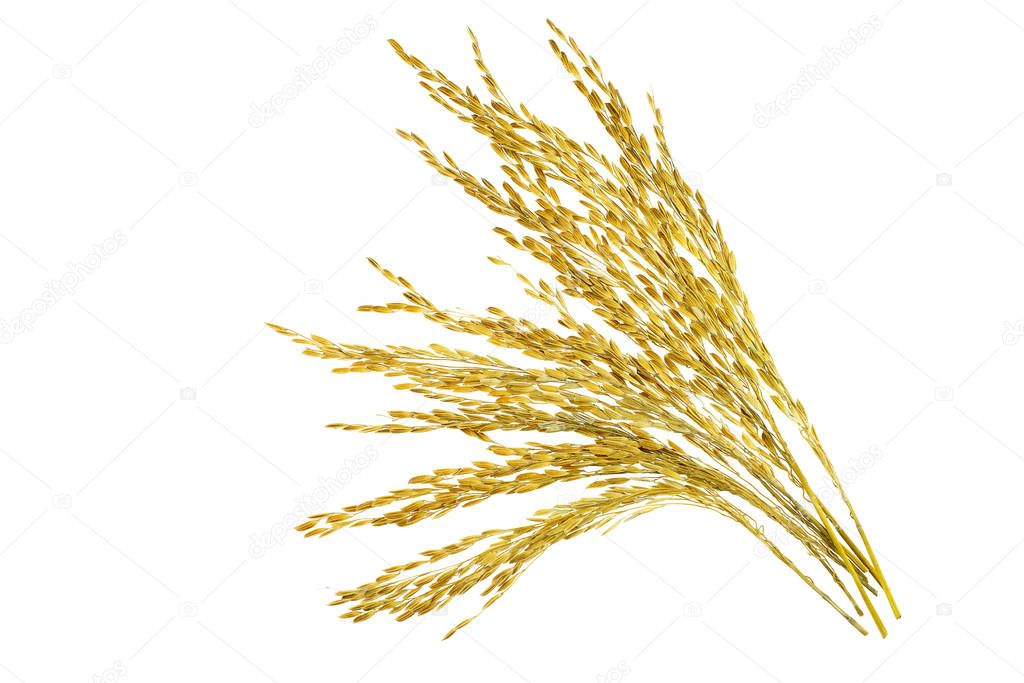 Ear of sticky paddy rice at white background