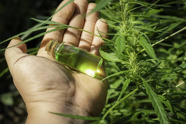 Hand holding a glass bottle with CBD oil at cannabis flowers blo — Stock Photo, Image