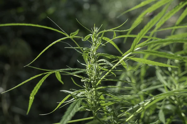 Green medicinal plant cannabis blooming