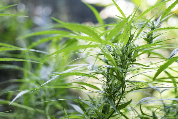 Green medicinal plant cannabis blooming