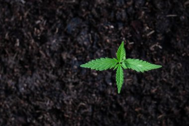 Top view plant of cannabis seedling in the ground  clipart