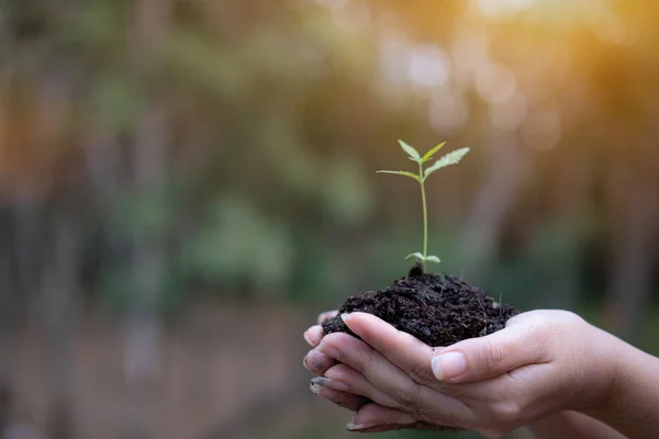 I händerna på cannabisväxande fröplanta — Stockfoto