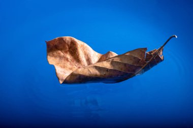 Mavi su yüzeyinde kuru yapraklar yüzüyor.