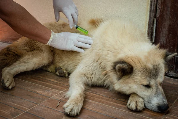 Hands of veterinarian giving vaccine injection to Thai Bang Kaew