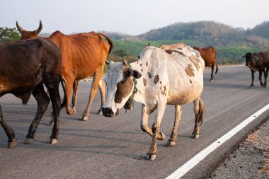 Bir grup inek Tayland 'da beton yolda yürüyor.