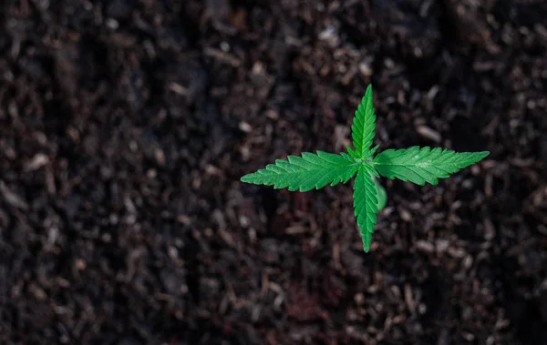 Top view Plant van een beetje cannabis zaailing in de grond — Stockfoto