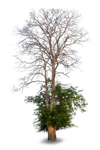 Tree Dying White Background Beautiful Trees Thailand Use Architectural Design — Foto Stock