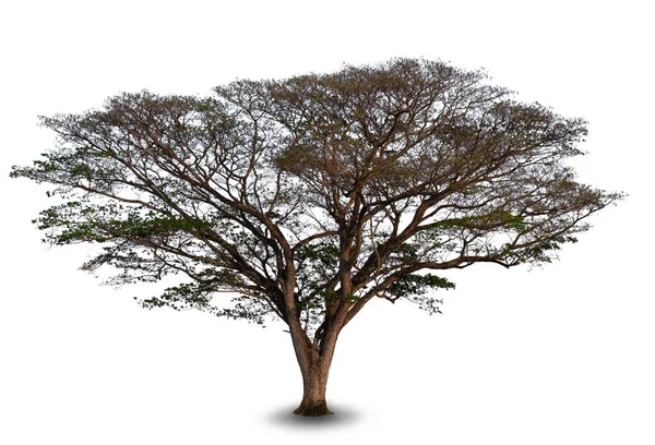 Árbol Nogal Mono Las Indias Orientales Sobre Fondo Blanco Hermosos — Foto de Stock