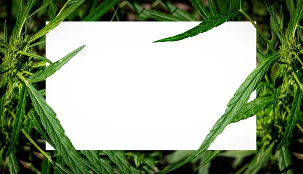 Рослина Зеленого Листя Конопель Квітуча Рамка Білому Тлі Крупним Планом — стокове фото