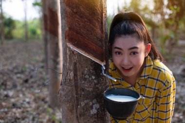 Portre bahçıvanı genç Asyalı kadın fidanlıkta bulunan kauçuk sütle dolu bir kaba bakar. Tayland, iyi tarım ürünü, Hevea brasiliensis.