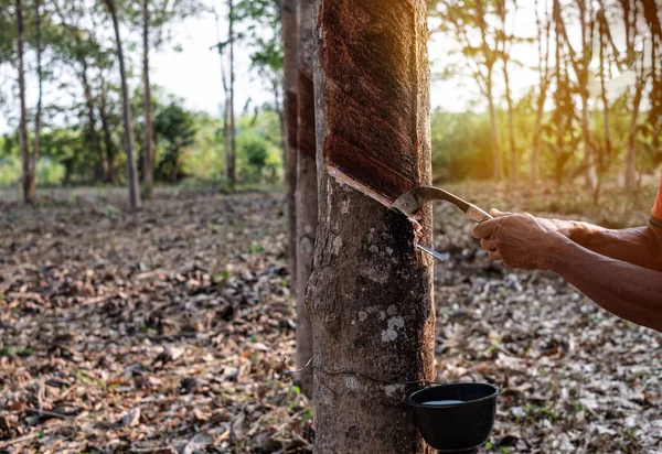 Portrait gardener man tapping latex from a rubber tree form Thailand