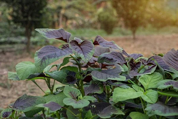 菜园中的菠菜或红玛瑙蔬菜 Amaranthus Tricolo — 图库照片