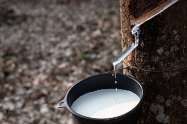 Plastik musluk taze sütlü lateks, para ağacından siyah bir kaseye akar.