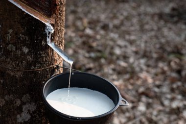 Plastik musluk taze sütlü lateks, para ağacından siyah bir kaseye akar.