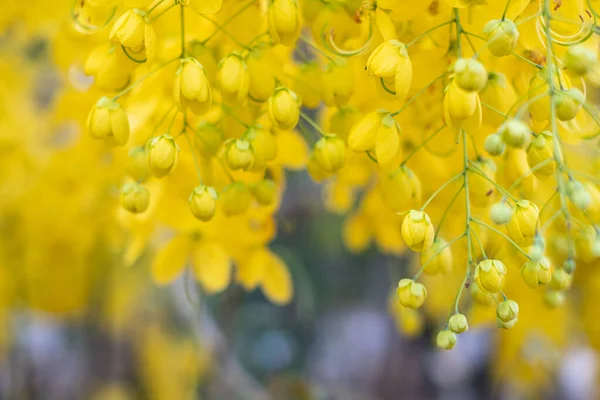 Chuveiro Dourado Cassia Fistula Árvore Nacional Tailândia — Fotografia de Stock