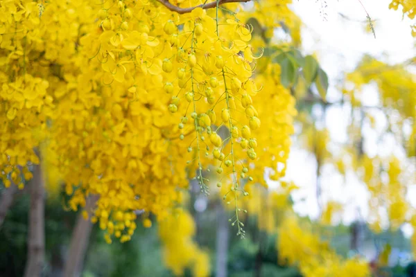 Goldene Dusche Cassia Fistula Nationalbaum Thailands — Stockfoto