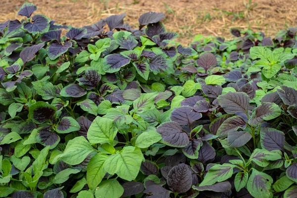 菜园中的菠菜或红色番石榴蔬菜 Amaranthus Tricolor — 图库照片