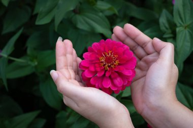 Bahçedeki Gerbera çiçeği, Bilimsel adı Gerbera Jamesoni