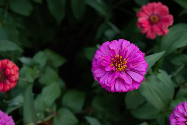 Gerbera Virág Kertben Tudományos Neve Gerbera Jamesonii — Stock Fotó