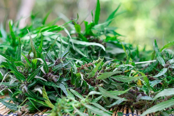 Frische Cannabisblüte Auf Dem Tisch Medizinisches Marihuana Konzept — Stockfoto