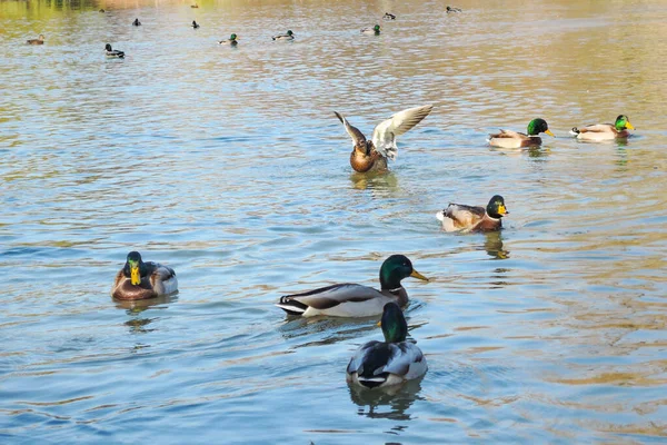 Parktaki bir gölde yüzen ördekler — Stok fotoğraf