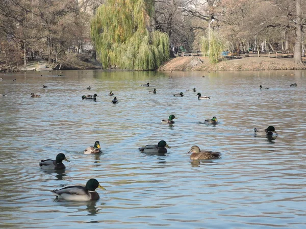 Anatre che nuotano in uno stagno in un parco — Foto Stock