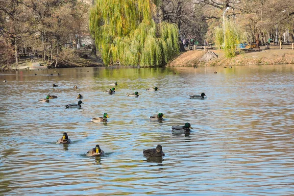 Stormo di anatre sul lago in autunno Parco — Foto Stock